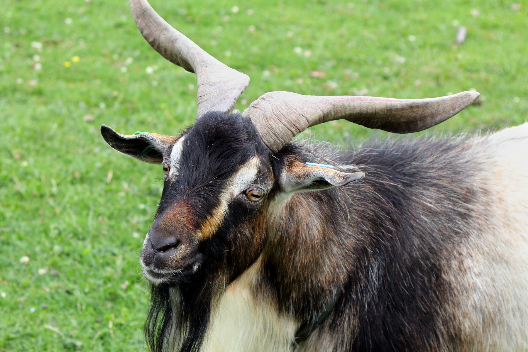 The Livestock Conservancy Microgrants: Fencing to Natural Disaster Relief